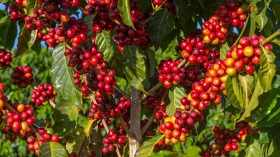 4月27日の農産物価格：コーヒーは急騰、コショウは変動、米は安定。