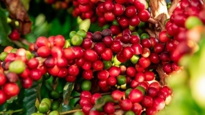 ارتفعت أسعار البن بشكل حاد، وانخفض المعروض.
