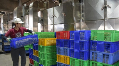 Procesamiento avanzado: La clave para aumentar el valor de los productos del mar en Nghe An.