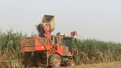Song Con Sugar Corporation: Moeilijkheden overwinnen om een ​​succesvol oogstseizoen te garanderen.