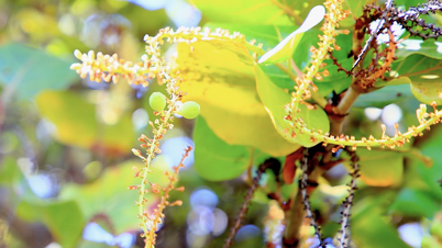 Experimenta el sabor de las uvas de mar en Truong Sa.