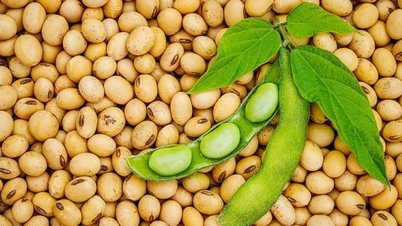 سویا بین کی قیمتوں میں اضافہ۔