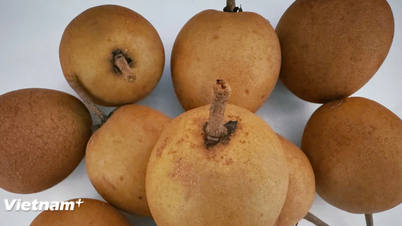 Why should you add sapodilla to your daily diet?