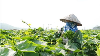 Liên kết theo chuỗi, nâng tầm giá trị nông sản
