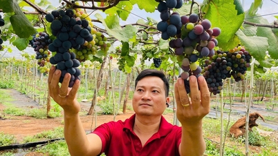 خريج ماجستير يترك وظيفته المستقرة لزراعة العنب في تربة بازلتية: يكسب أكثر من مليار دونغ فيتنامي سنوياً.