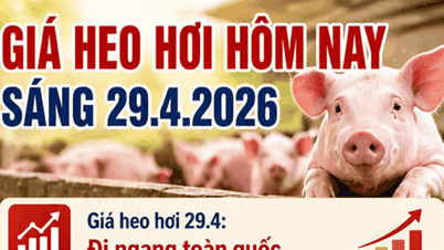 Varkensvleesprijs vandaag, 29 april 2026: Zuid-Vietnam en Lam Dong blijven hoog op 69.000 VND/kg.