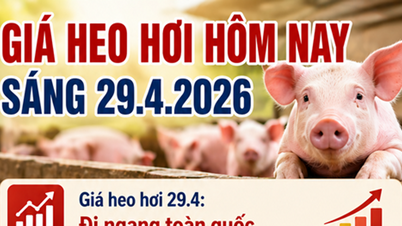 Giá heo hơi hôm nay 29/4: Thị trường ổn định, mức cao nhất đạt 69.000 đồng/kg
