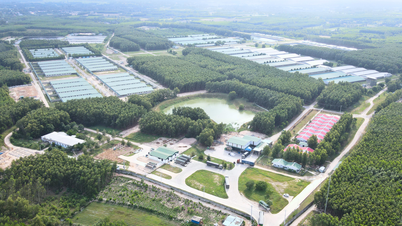 THACO is committed to developing sustainable agriculture in Gia Lai, aiming for a global value chain.