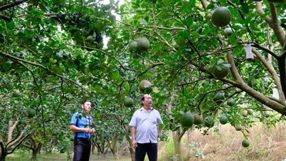 Boeren in Lam Dong trotseren de prijsstijging en handhaven zo hun productietempo.