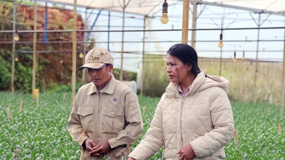 A trajetória do Sr. Lo Mu Ha Hang, de uma antiga plantação de café a um modelo de agricultura diversificada.