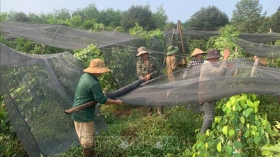 Ploile abundente și tornadele au doborât mii de plante de ardei în provincia Dong Nai.