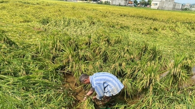 Die Bauern in Nghe An arbeiten mit Hochdruck daran, die durch Stürme und starke Winde beschädigten Reisernten zu retten.