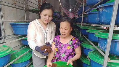 Raising coconut beetles - a new way to get rich in Van Lang.