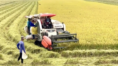 Harga beras segar terus meningkat.