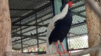 Burung pegar putih dan 18 spesies haiwan hutan lain telah dilepaskan kembali ke Taman Negara U Minh Thuong.