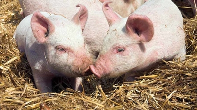 5月1日時点の豚肉価格：安定を維持、祝日期間中は市場は静穏。