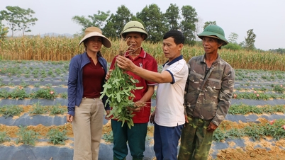 Sản vật tiến vua hồi sinh trên đất Bích Hào