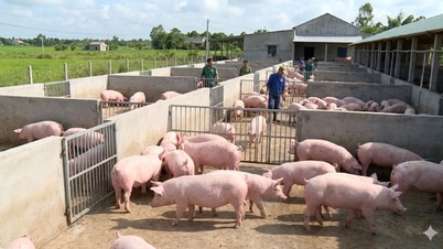 Prix ​​du porc le 2 mai : Calme après les vacances, fluctuant entre 63 000 et 69 000 VND/kg.