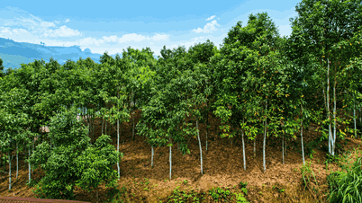 কাঁচামালের স্থিতিশীলতা বজায় রাখা এবং মূল্য বৃদ্ধি করার ক্ষেত্রে একটি টেকসই দারুচিনি শিল্প গড়ে তোলা একটি অত্যন্ত গুরুত্বপূর্ণ পদক্ষেপ।