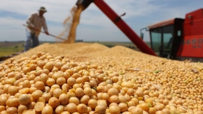 大豆価格は2％以上上昇し、1トン当たり442ドルとなった。
