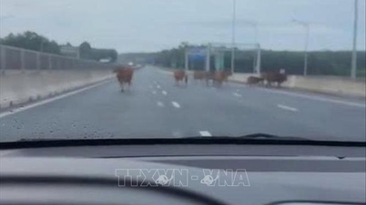 التعامل مع حادثة دخول الماشية إلى الطريق السريع فان نينه - كام لو.