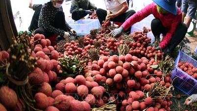 Výnosy prudce klesly a liči z rané sezóny dosahují vysokých cen 50 000–70 000 VND/kg.