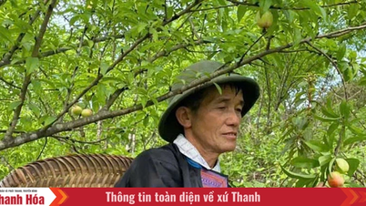 O povo Hmong é bom nos negócios.