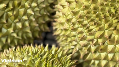 Lernen Sie die Frucht kennen, die als „Königin der Früchte“ bekannt ist und in Vietnam sehr beliebt ist.