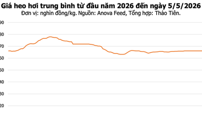 Schweinefleischpreise heute, 5. Mai: Dong Nai erreicht 70.000 VND/kg, in der nördlichen Region ist ein leichter Anstieg zu verzeichnen.