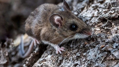 Kementerian Kesehatan mengeluarkan rekomendasi mendesak tentang pencegahan penyakit Hantavirus.