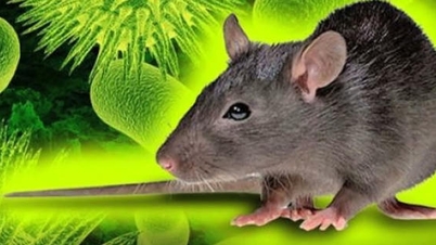 Vietnam belum mencatat kasus infeksi virus Hanta, dan Kementerian Kesehatan menyarankan masyarakat untuk proaktif mengambil langkah-langkah pencegahan.