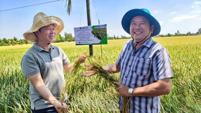 Testes de aceitação de um modelo aprimorado de produção de arroz que reduz as emissões em Ca Mau.