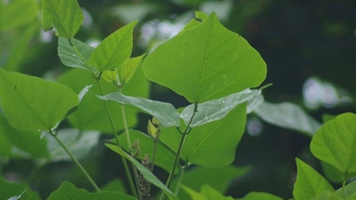 에리트리나 바리에가타(Erythrina variegata) 식물의 잎을 이용한 약용 요법.