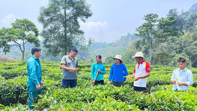 Lùng Húi thoát nghèo từ chuyển đổi cây trồng