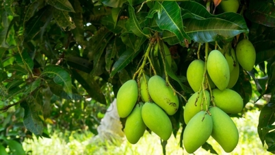 आम के छिलके के आश्चर्यजनक स्वास्थ्य लाभ।