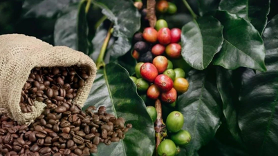 Le prix du café a augmenté de 1 600 VND/kg le 30 avril.