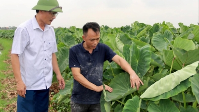 Taroodling i Tran Lieu-distriktet ger höga vinster genom gemensamma insatser.