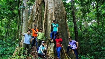 Dong Nai desenvolve o ecoturismo em conjunto com a conservação florestal.