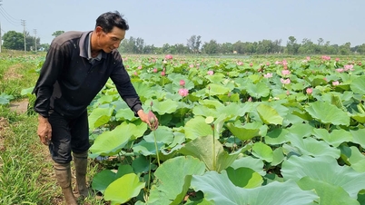 Sống khỏe từ những ruộng sen