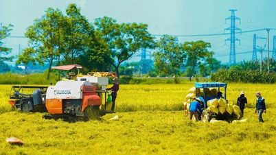 សេដ្ឋកិច្ចសមូហភាពរបស់ទីក្រុងដាណាំងមានភាពឆ្លើយតប និងអាចបត់បែនបានសម្រាប់ការអភិវឌ្ឍ។