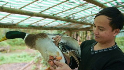 Un hombre de unos 30 años de las tierras altas, que empezó con una bandada de patos que nadaban en los arroyos, gana cientos de millones de dongs.