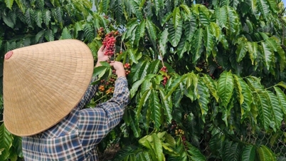 Ceny kávy dnes, 6. května 2026: Mírné oživení, nárůst o 400-500 VND/kg.