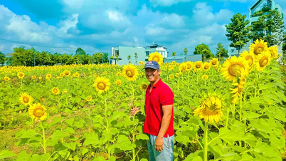 Il giovane ha trasformato una landa desolata in un pittoresco campo di girasoli.