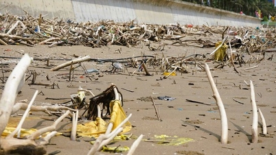 Thanh Hoa híres strandját faágak borítják, ami miatt úgy néz ki, mint egy tüskés mező.