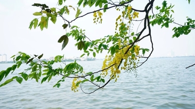Memanjangkan musim bunga di Hanoi