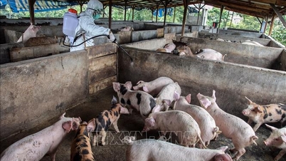 Proposta di importazione di vaccini per prevenire l'ingresso in Vietnam del ceppo SAT1 dell'afta epizootica (FH).