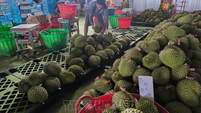 Gỡ nút thắt kiểm nghiệm, thúc đẩy xuất khẩu sầu riêng