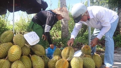 Il mercato del durian nel delta del Mekong è preoccupato per l'alta stagione.