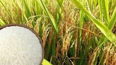 Rispriser 4. mai 2026: Markedet i Mekongdeltaet holder seg stabilt ved slutten av innhøstingssesongen.