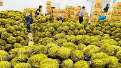 Supprimer les obstacles aux tests pour stimuler les exportations de durian et de produits agricoles.